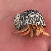 Caribbean hermit crab