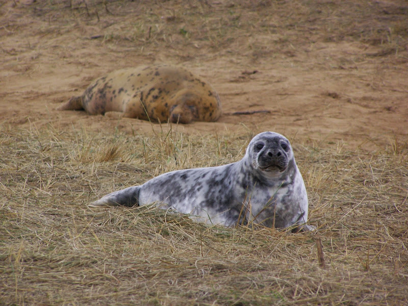 fok036 - Rezerwat Donna Nook - uśmiech foki