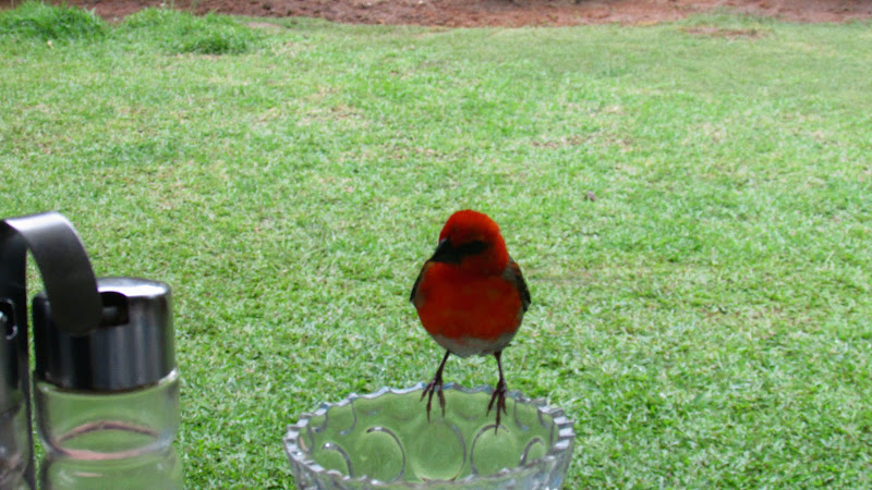 Сейшелы июль 2015. Острова Праслин и Ла Диг.