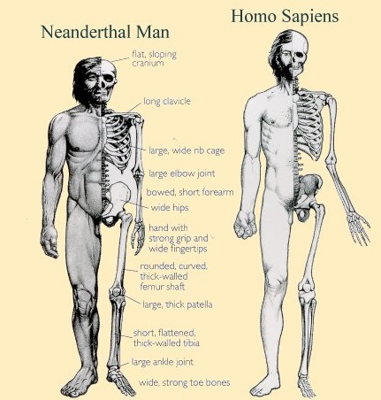 파일:external/cdn1.bigcommerce.com/neanderthal-vs-human.jpg