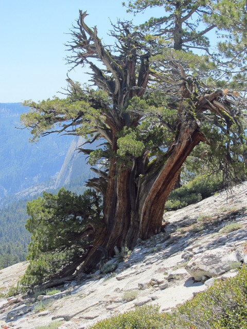 a very cool tree