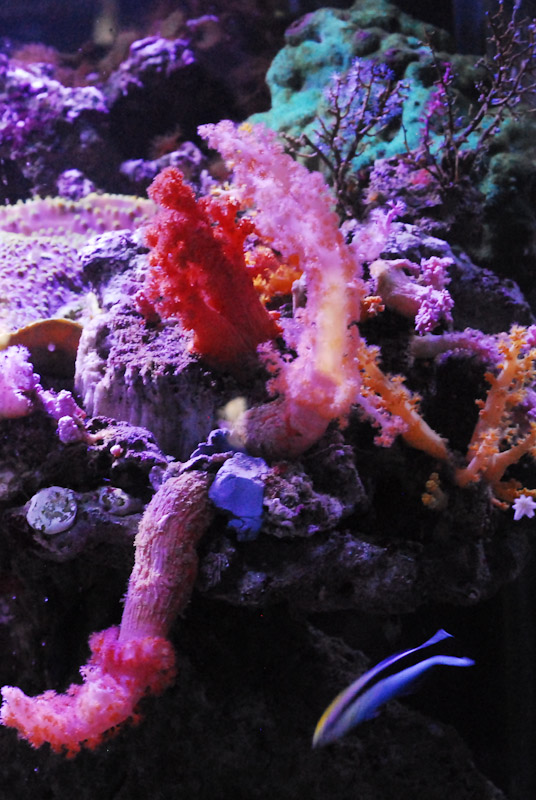 coral20110527-42.jpg