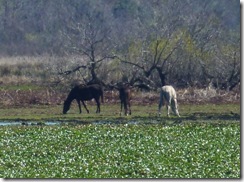 Wild horses