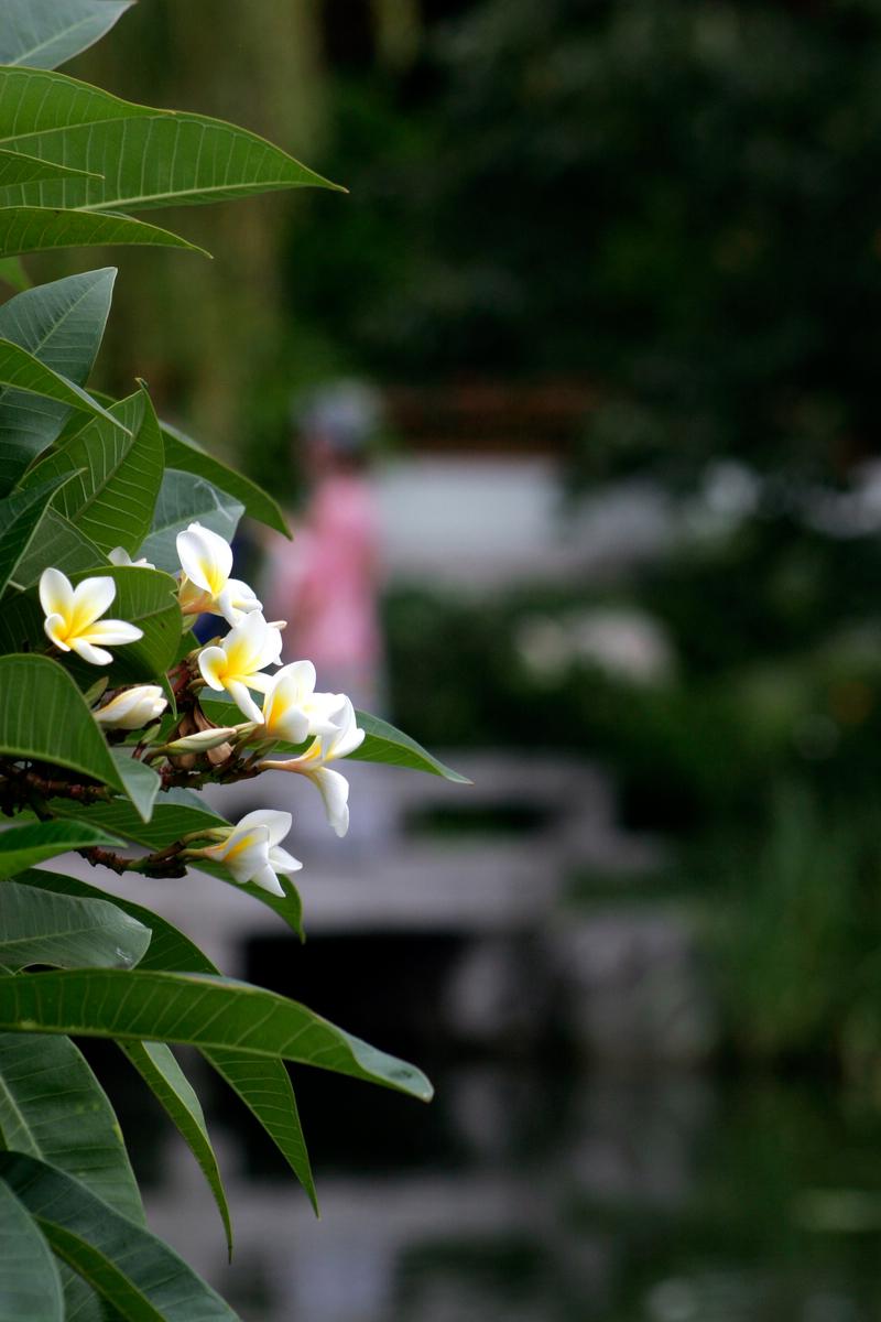 Wedding Flowers Medium