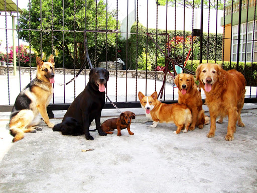 Escuela para Perros en Orizaba - MAGICAN, Av. Oriente 7 No. 1622 entre calles y Norte 32, Norte 28, Centro, 94300 Orizaba, Ver., México, Entrenador de mascotas | VER