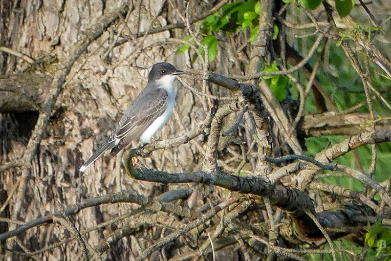 P1040296 Eastern Kingbird