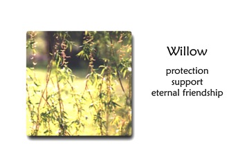 Willow