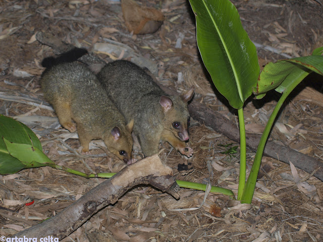 ROAD TRIP Y FRASER ISLAND - AUSTRALIA: UNA AVENTURA DE CONTRASTES (12)