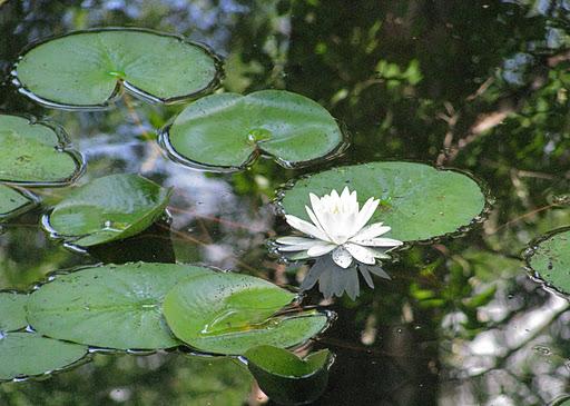 Mt Auburn Cemetery July 2011