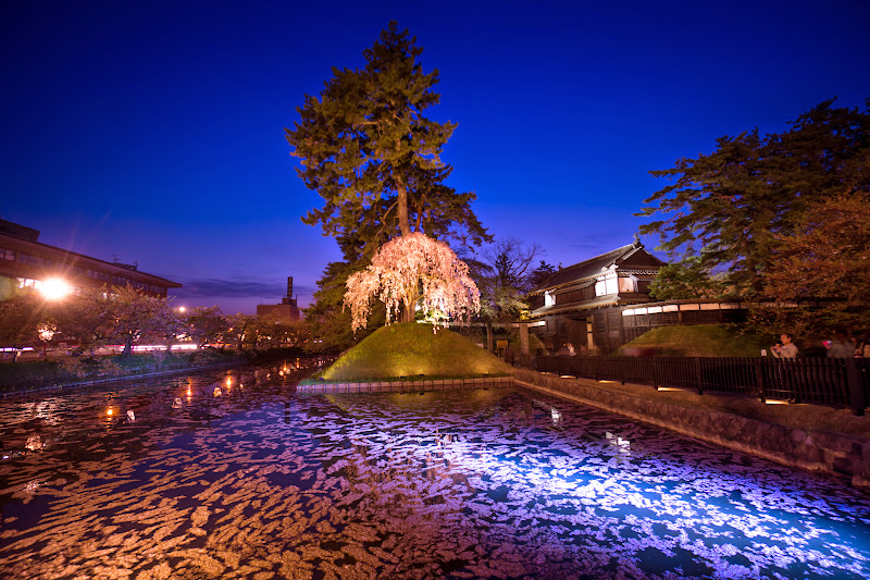 弘前公園 夜桜 ライトアップ 写真1