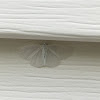 White Spring Moth