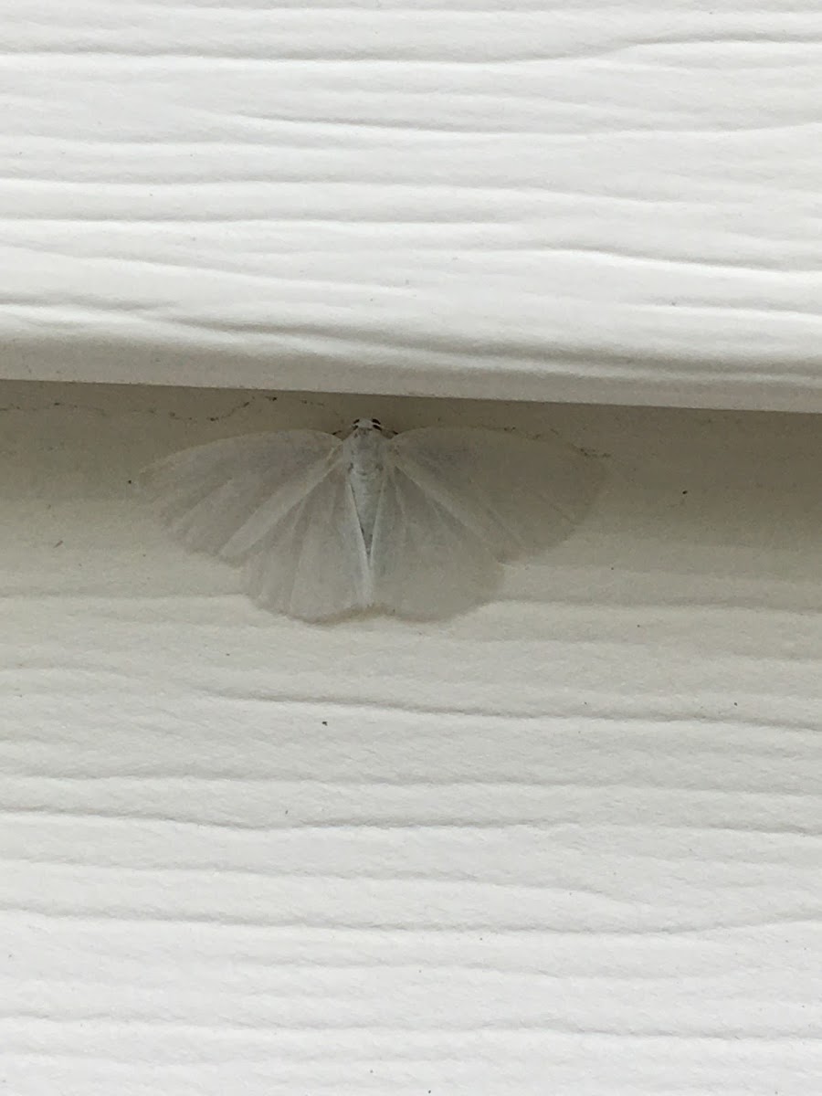 White Spring Moth