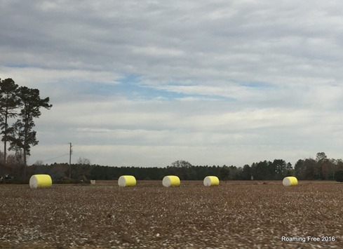 Cotton field -- after picking is complete