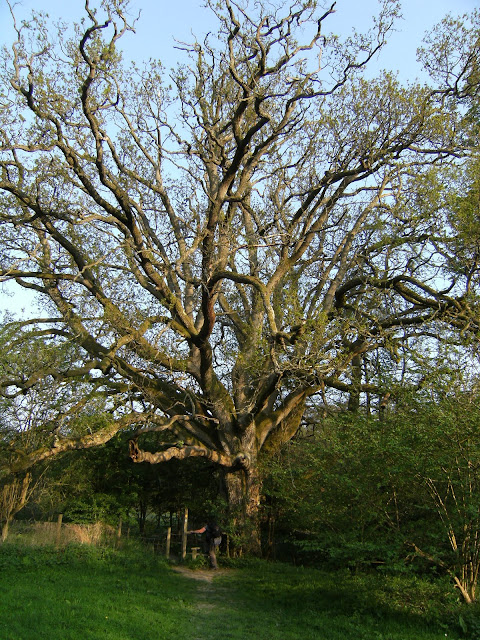 DSCF7506 Old oak tree on the path to High Rocks