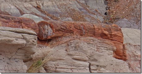  Petrified Forest National Park