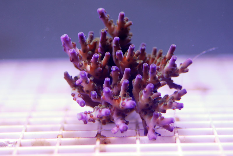 coral20110527-16.jpg