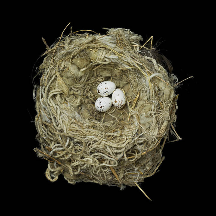 Birds Nests Photography By Sharon Beals Cool Photography Pictures