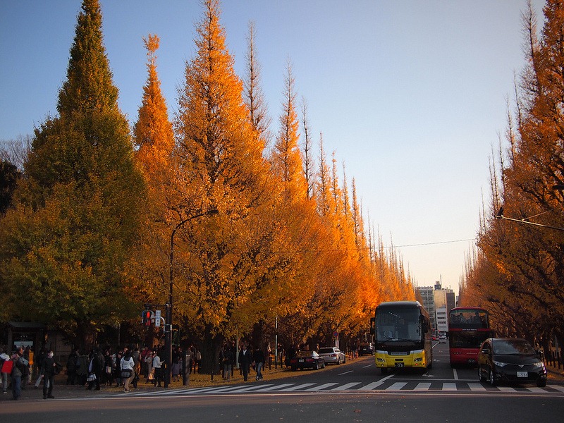 ginkgo-avenue-tokyo-11