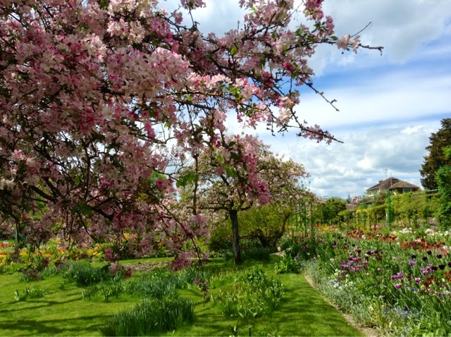 Pink cherry blossom branches hanging down