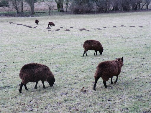 CIMG6696 Sheep and molehills in Coombedown Hanger