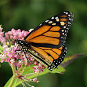 Monarch Butterfly (Male)