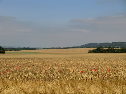 CIMG3084 Crop fields near Hollingbourne