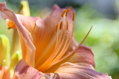 flesh-colored day lily