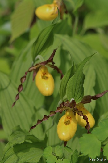 Littlest Lady Slipper