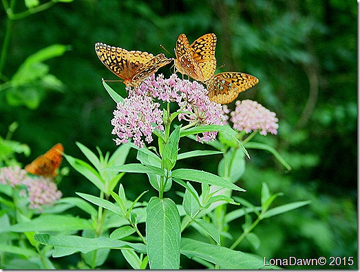 Milkweed Pink Butterflies