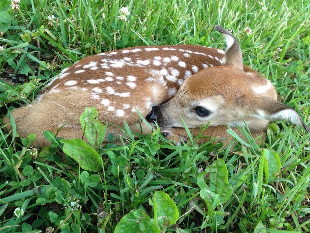 Baby White-Tailed Deer