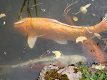 Koi