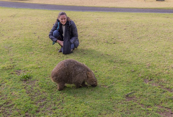 Wishful Thinking - Wombat Spotting