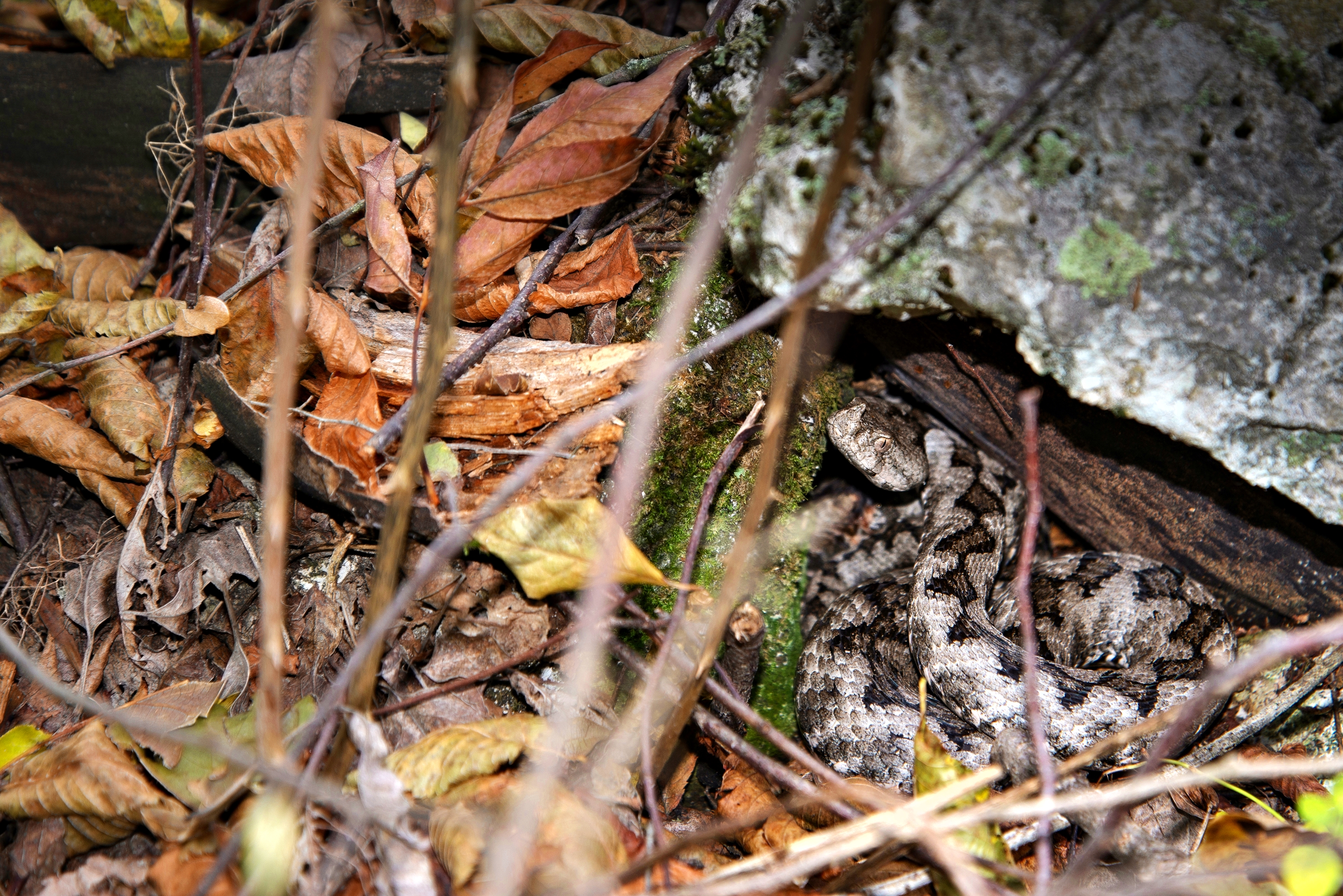 Vipera dal Corno (nel suo ambiente naturale - pericolosissima per l'uomo) di Winterthur58