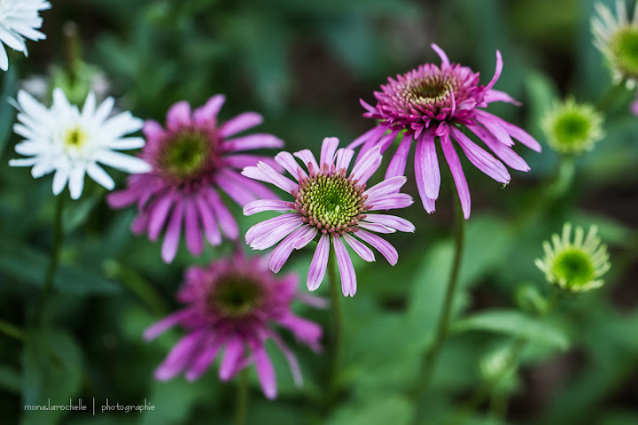 Echinacea Cranberry Cupcake Echin-cranberry-cupcake-130720-72rm