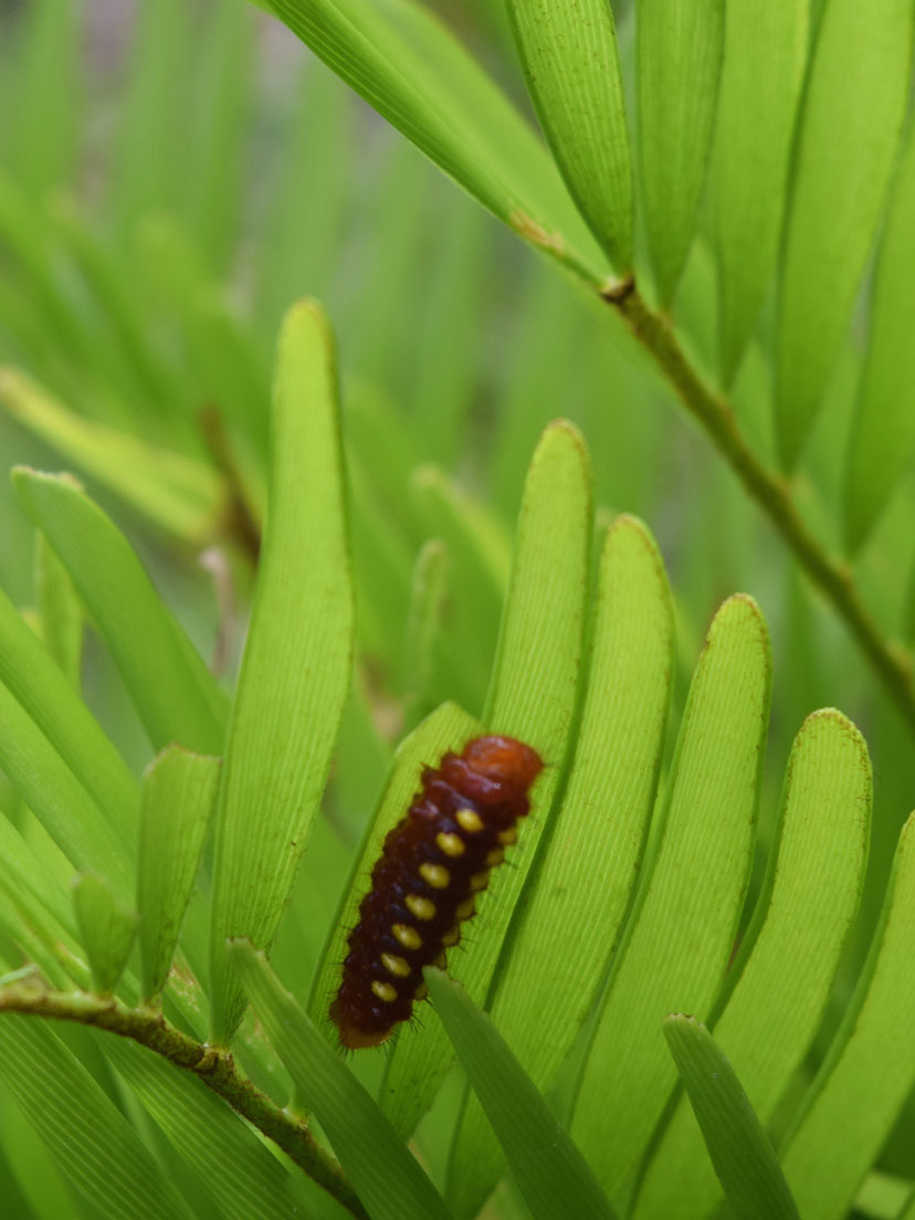 Atala caterpillar