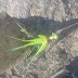 Beach Fishing Long Island