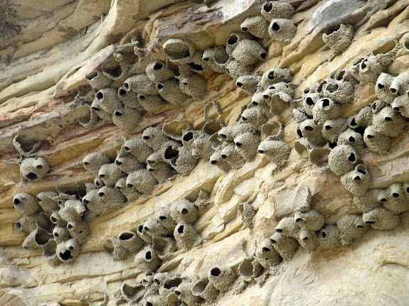 Swallow nests