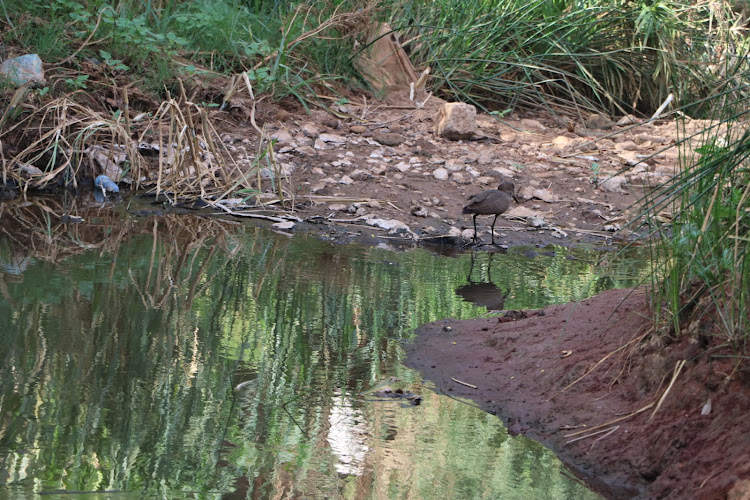 A pool of water in a dried up section on Voi river