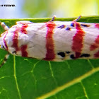 Red-banded Moth.