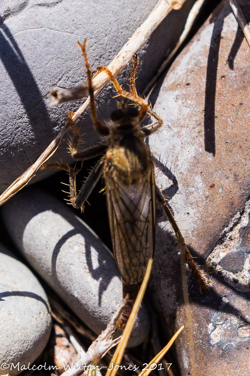 Robber Fly