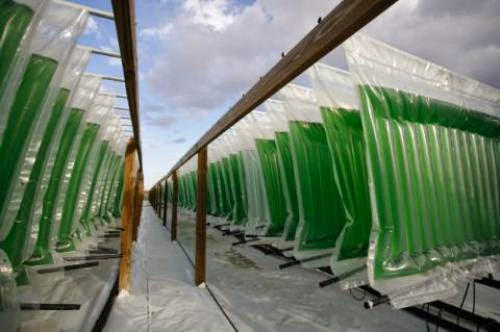 For The Greater Green Algae Based Advanced Biofuels Bring A Clean Affordable Solution