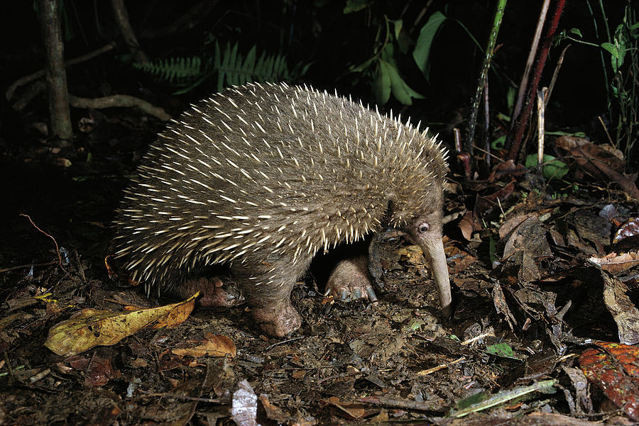 파일:external/images.fineartamerica.com/long-beaked-echidna-zaglossus-bruijni-d-parer-e-parer-cook.jpg