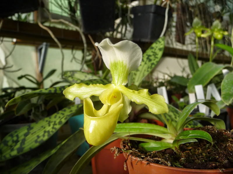 Paphiopedilum barbigerum f. aureum P1210988