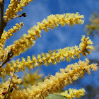 Black Wattle