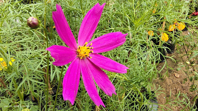 pink flower nature image background download