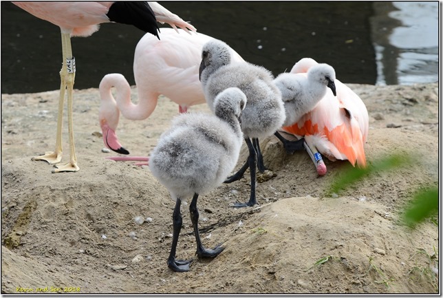 Slimbridge WWT - September