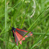 Cinnabar Moth