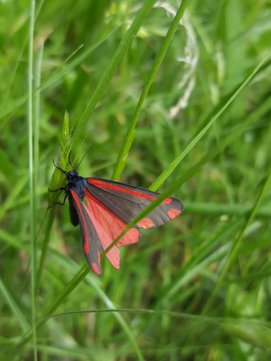 Cinnabar Moth