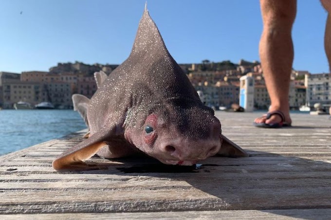 Bắt được cá mập mặt lợn ở Italy