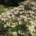 Jardin japonais contemporain